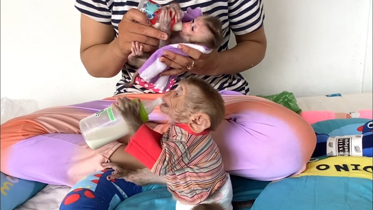 So happy!! Mom gave new mattresses, new towels, and milk bottles to the monkeys LIORA and TORO