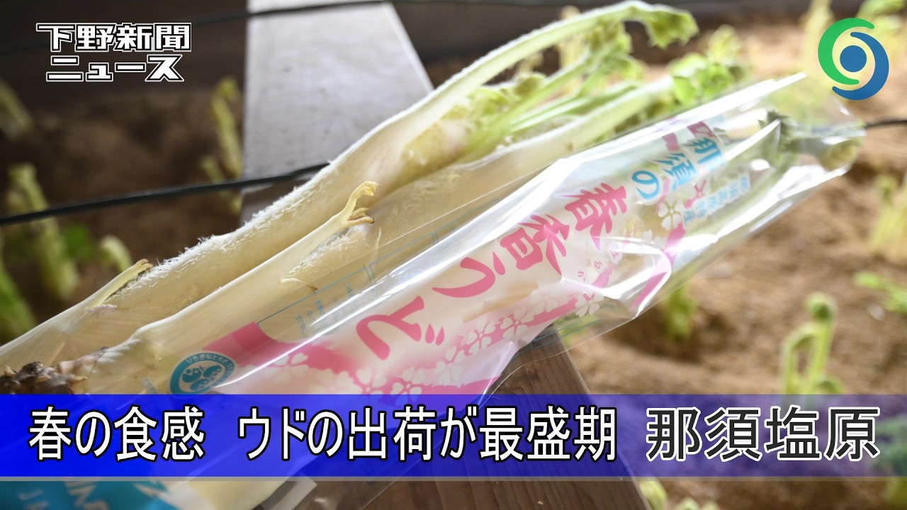 春の食感 ウドの出荷が最盛期 那須塩原 「那須の春香うど」