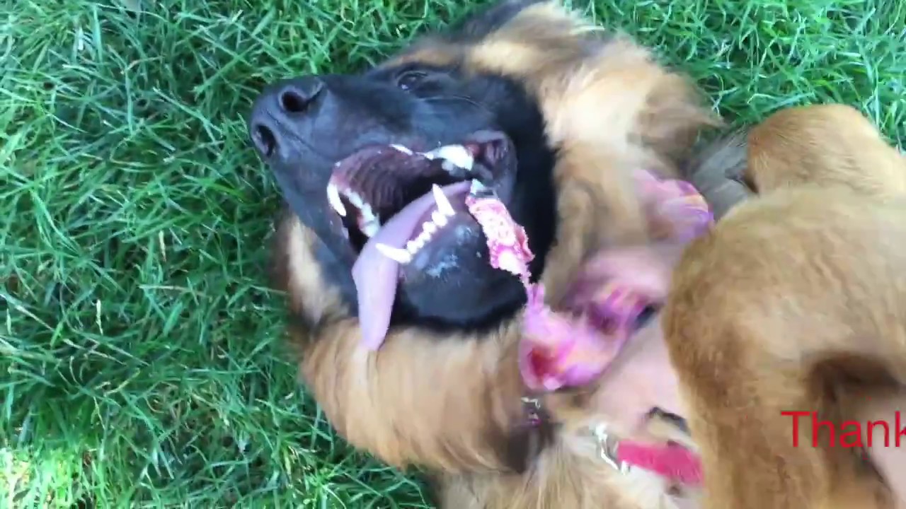9-month old German Shepherd Dog 'Kahli'. Best dog trainers in Colorado Springs!