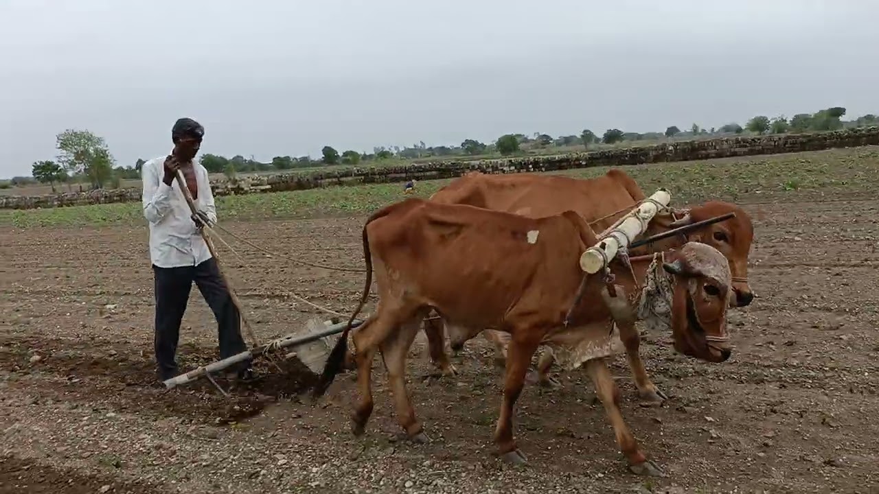 માંડવી માં હાતી હાંકી નાખું