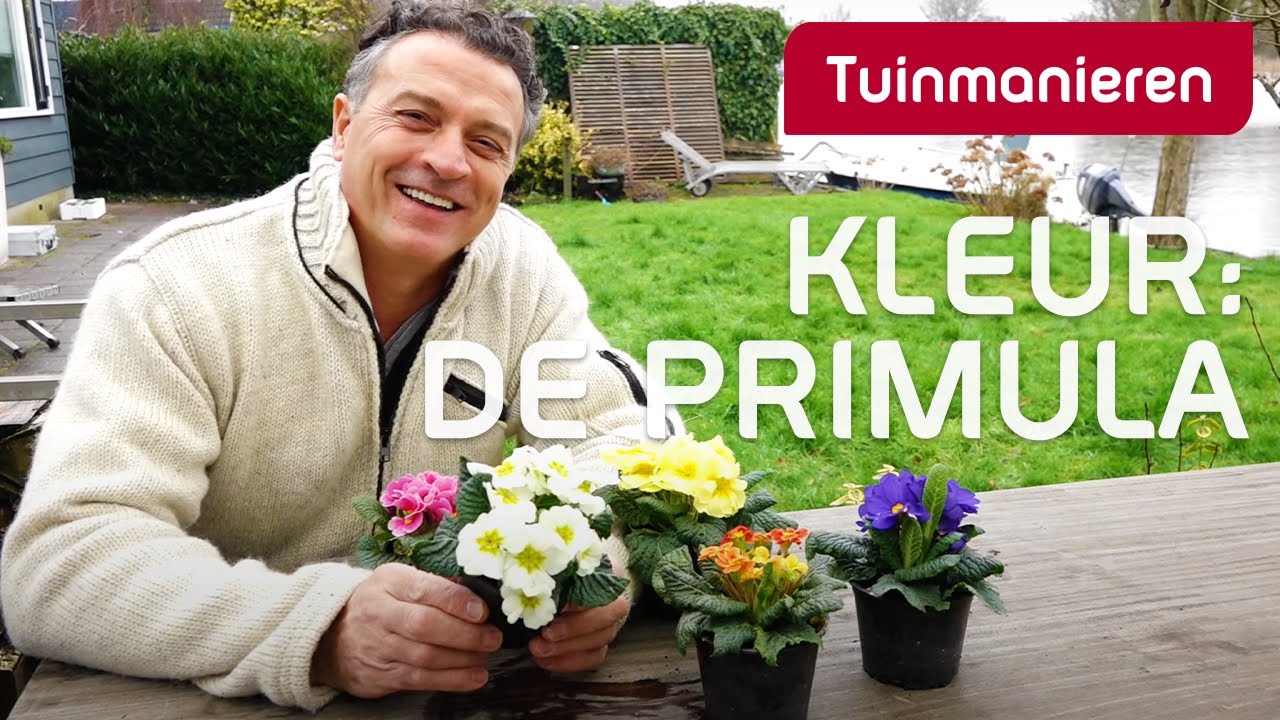 Hoe krijg je kleur in de tuin in de winter? De Primula | Tuinmanieren
