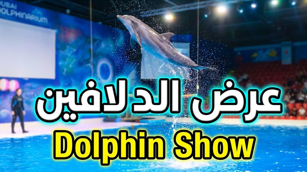 عرض الدولفين | عرض الدلافين دبي  dolphin show in dubai 🐬🐬