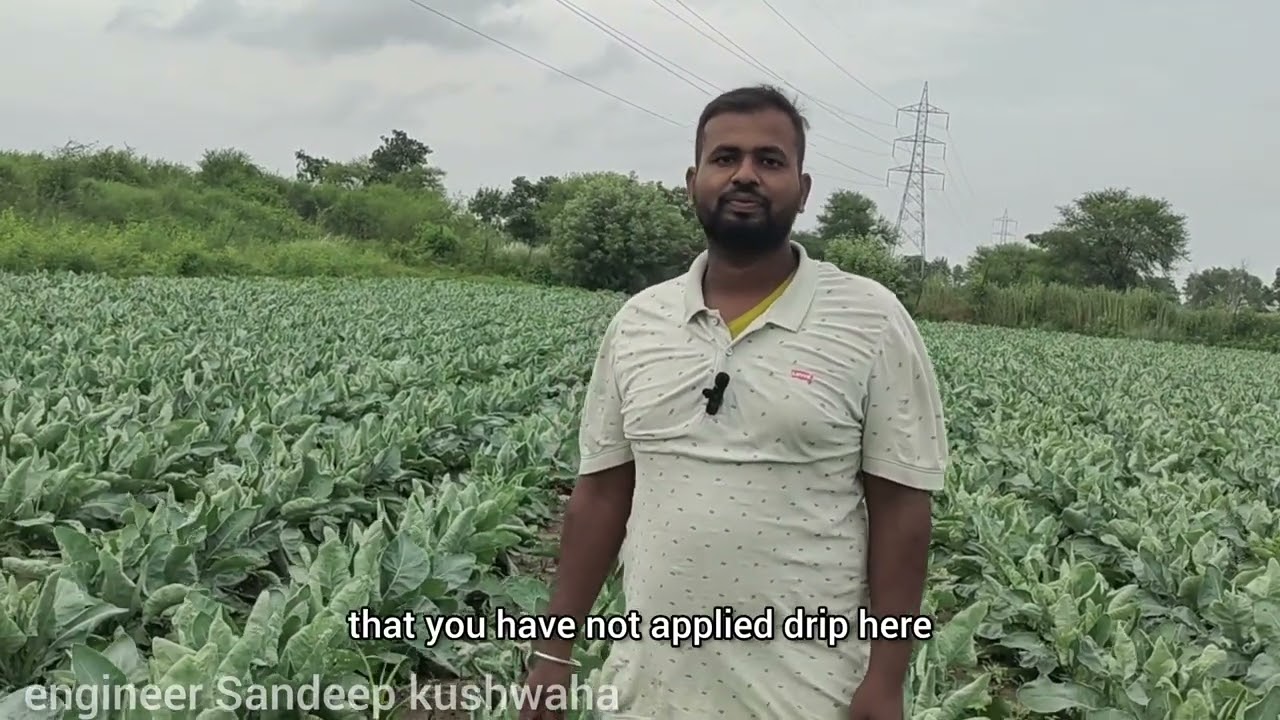 सेंजेंटा 1522 गोभी की खेती के साथ टमाटर की मल्टीपल खेती कैसे करें #tamatar #Syngenta #1522 #gobhiki