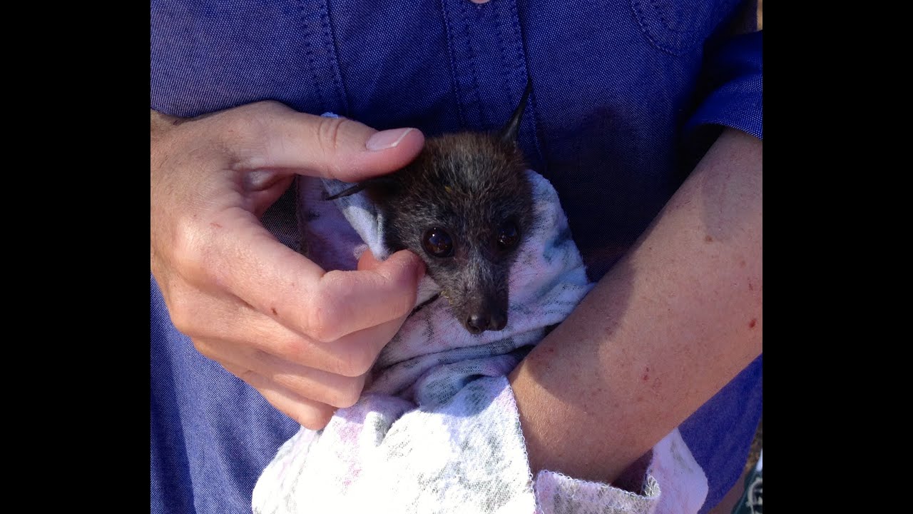 Ultra cute orphan flying-fox babies on their way to creche.