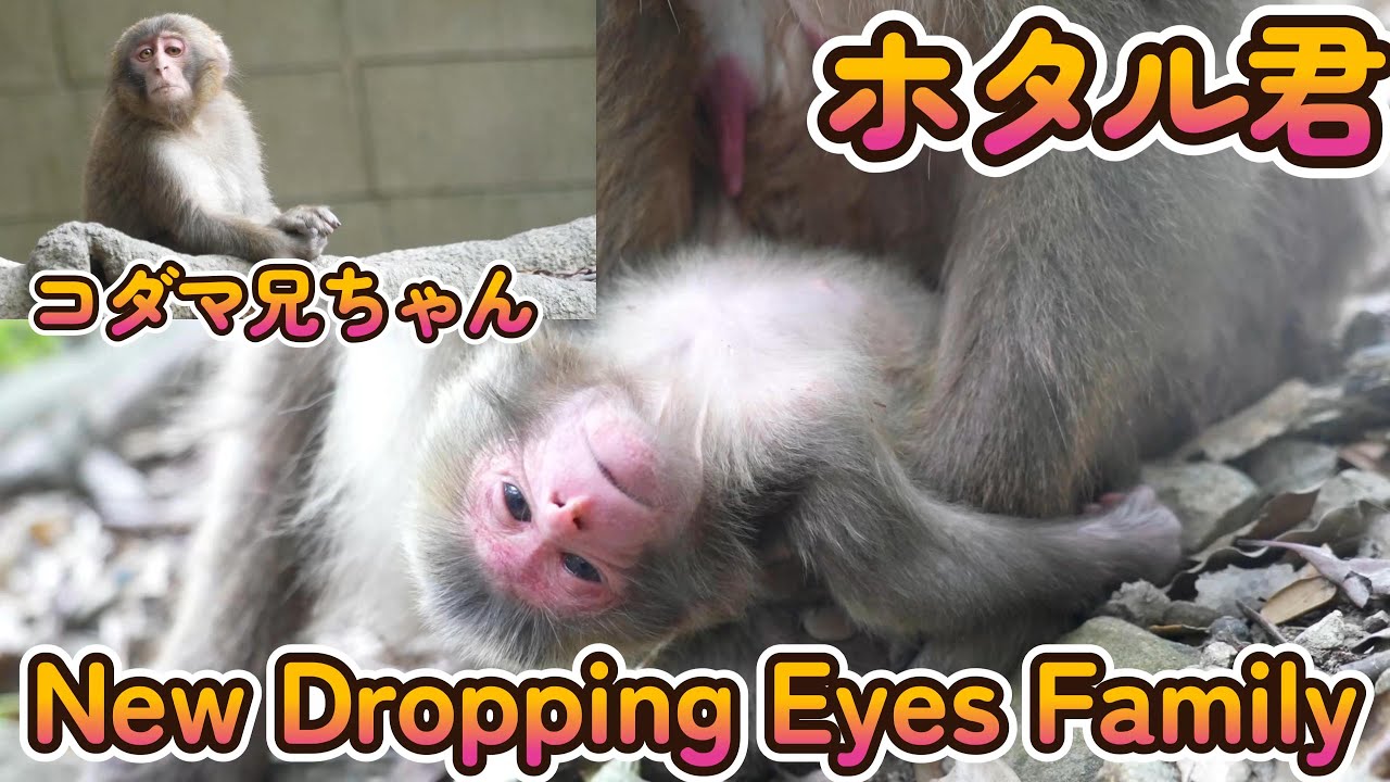 【赤ちゃん・ニホンザル・４K動画】Dropping Eyes Hotaru