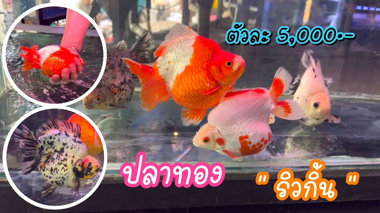 Zing’s Day I ปลาทองริวกิ้นตลาดจตุจักรตัวละ 5,000.-