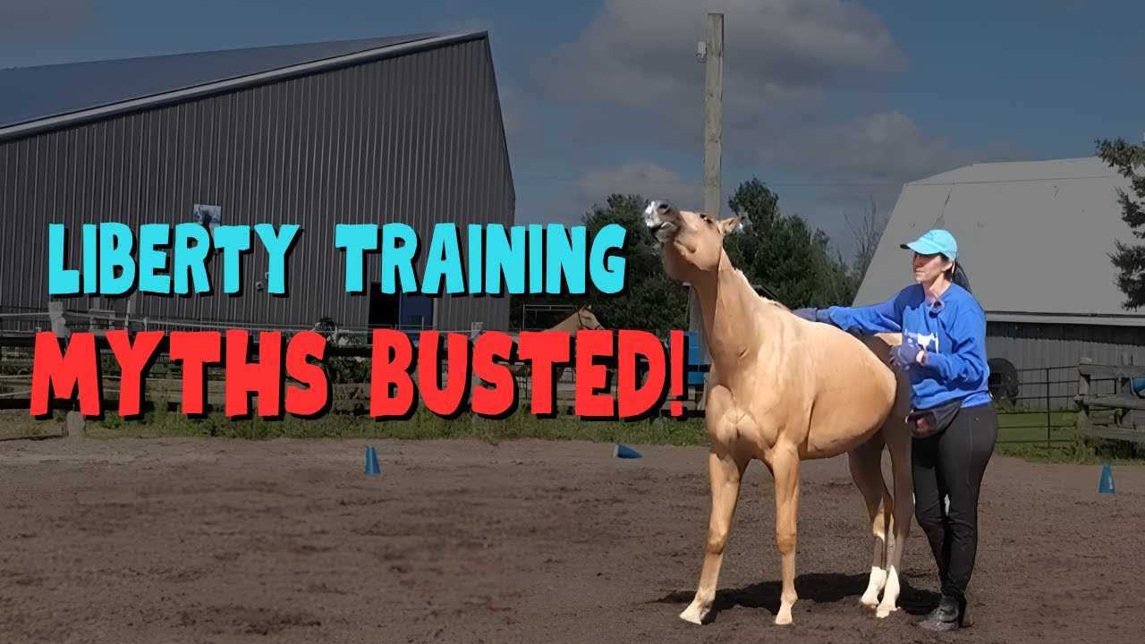 Myths about liberty horse training,  busted!