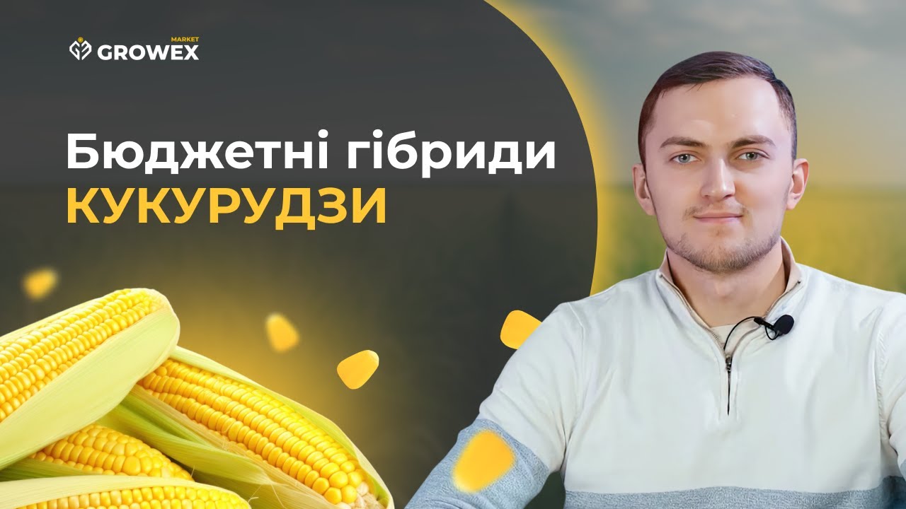 ТОП БЮДЖЕТНИХ ГІБРИДІВ КУКУРУДЗИ ВІТЧИЗНЯНОГО ВИРОБНИКА. ВН63, ГРАН 6, МАНІФІК, ХОТИН