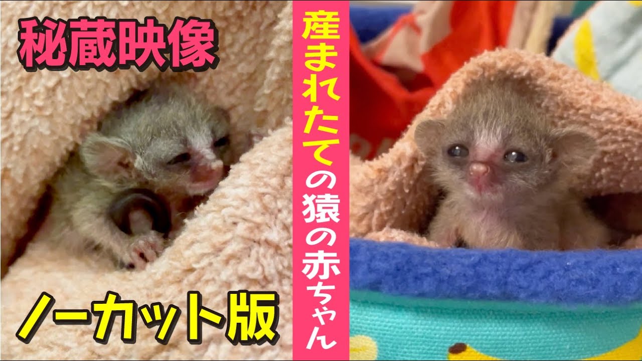 【ノーカット版】生後0〜1日目の猿の赤ちゃん！0-1 day old baby monkey【ショウガラゴのトロチー】