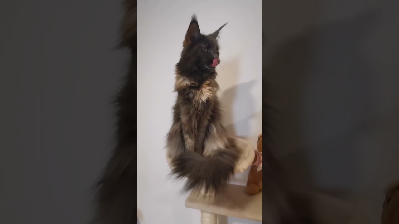 Chats en vacances - La vidéo du jour : 02/05/2025