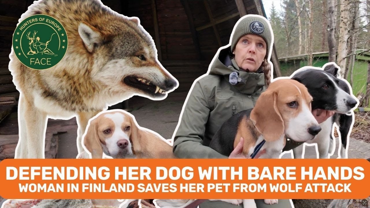 Defending her dog with bare hands. Woman in Finland saves her pet from wolf attack
