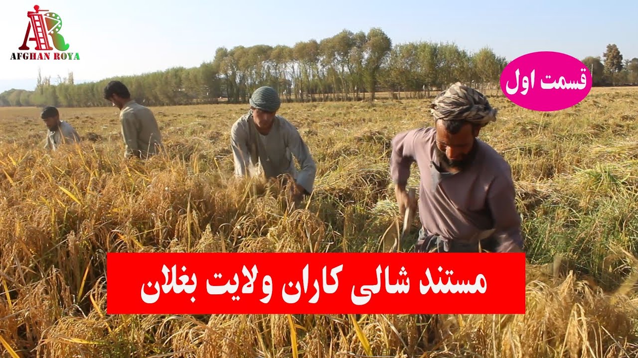مستند  برنج درجه یک بغلان۔ ۔ ۔  1.