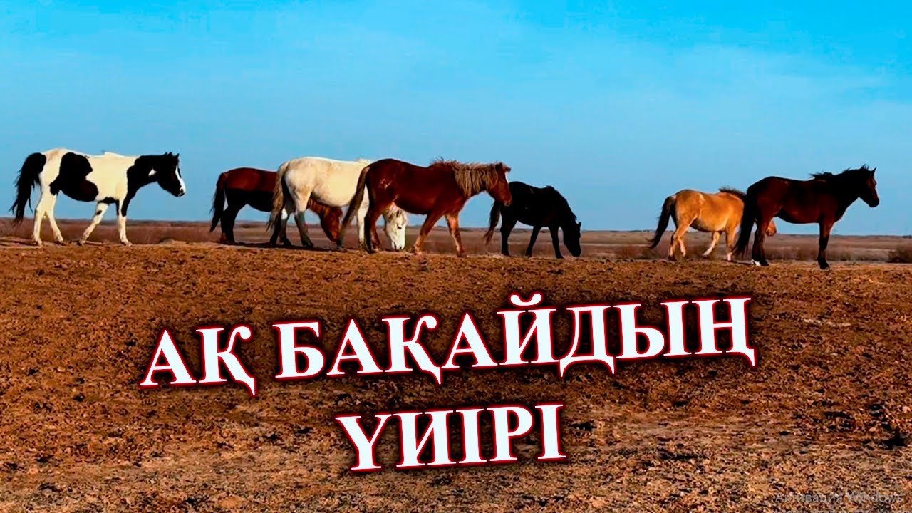 Ақ бақайдың үйірін қарап келдім.