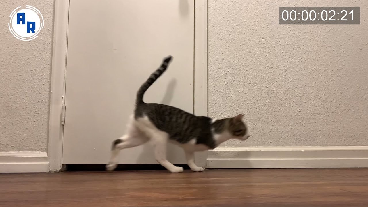 Three Legged Cat Run Cycle ~ Animation References