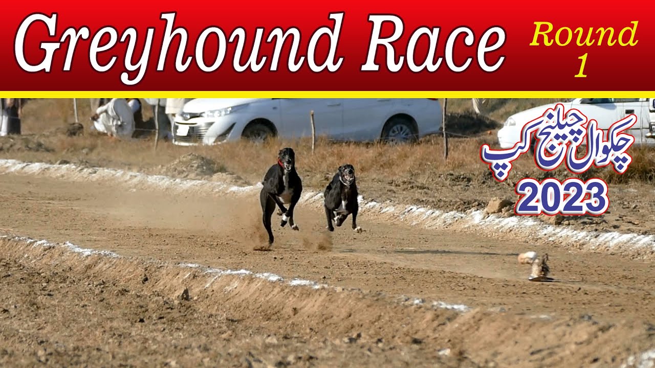 Dog Race | Chakwal Challenge Cup Dori Tack Race | Round 1 | 23-12-23 #dog #dogsRace #Greyhound