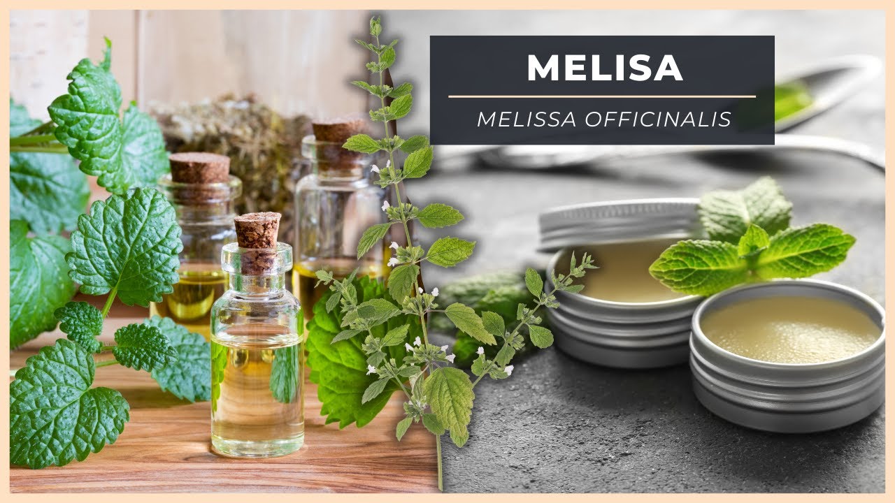 ¡Nadie te contó las PROPIEDADES MEDICINALES de la MELISA!🍃​✨​