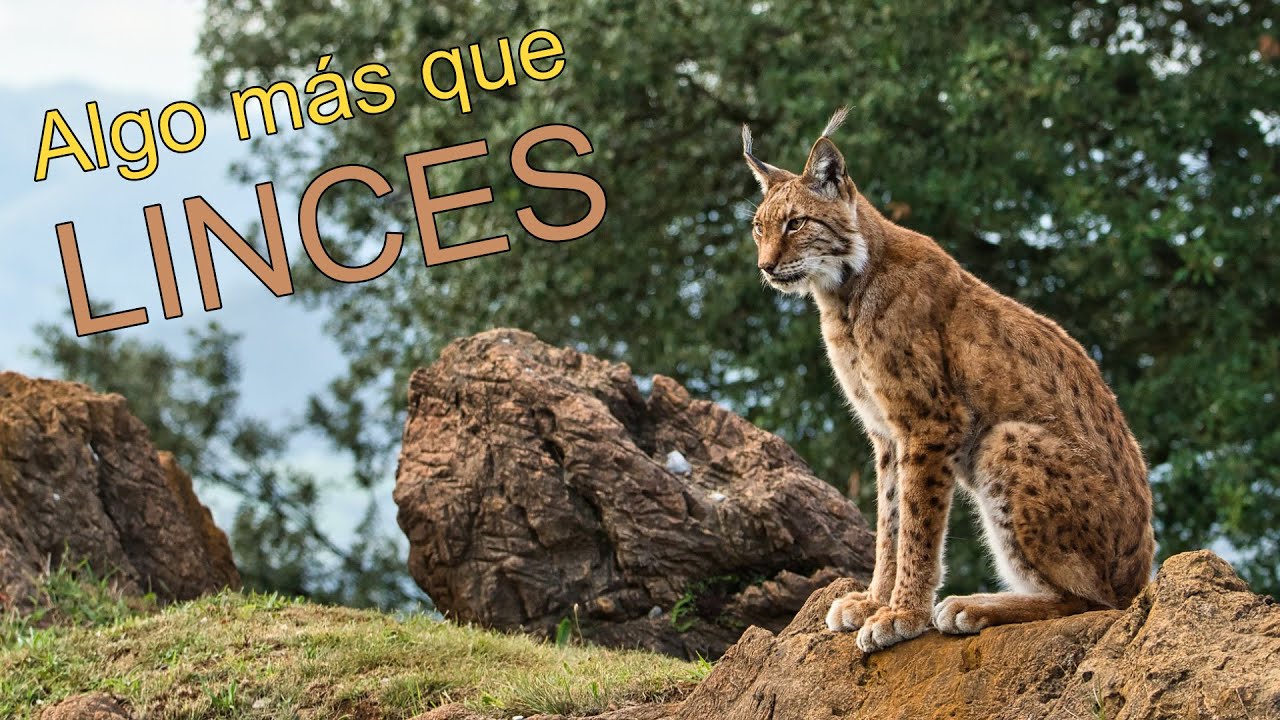 ¿Qué hacer en la SIERRA DE ANDÚJAR? Naturaleza y geología más allá del lince