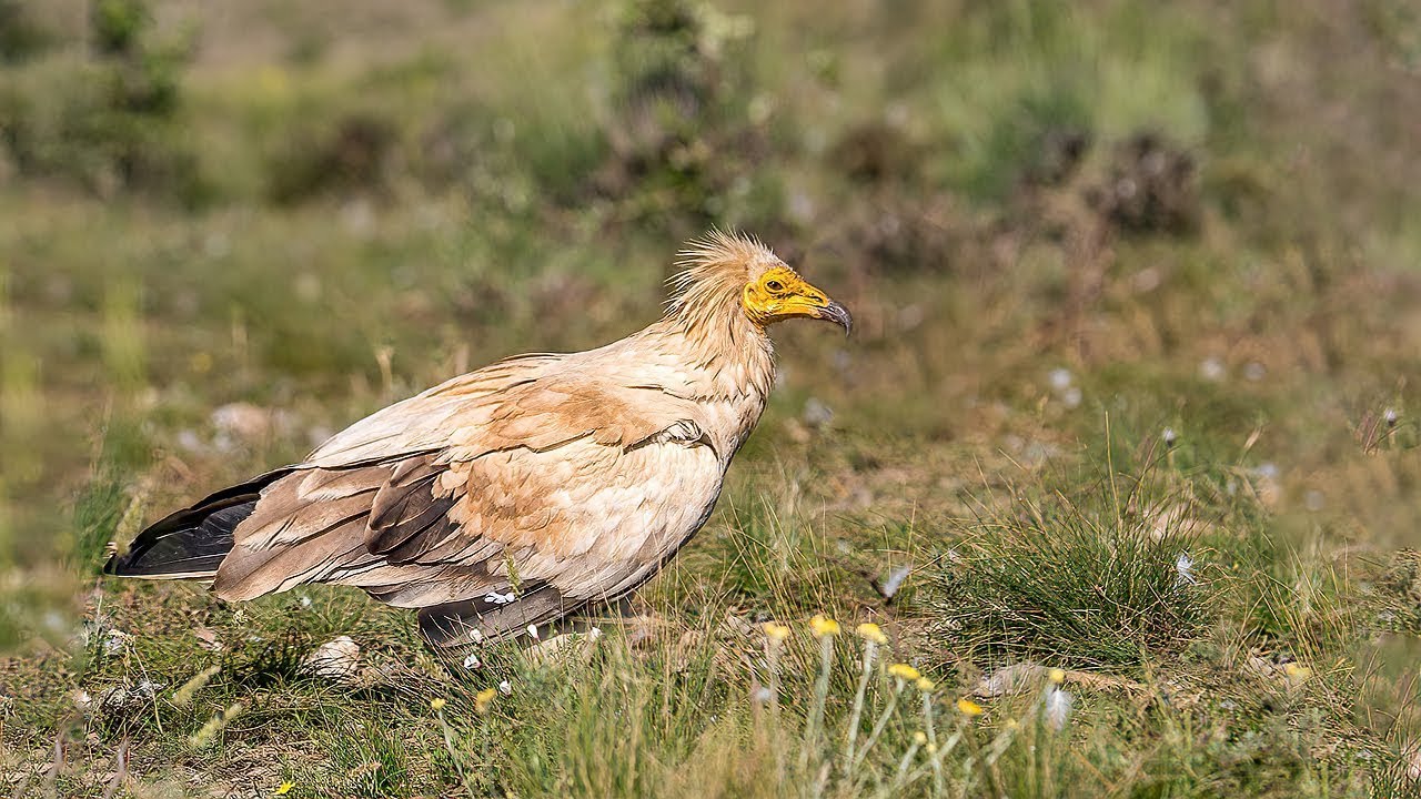 Vautour percnoptère