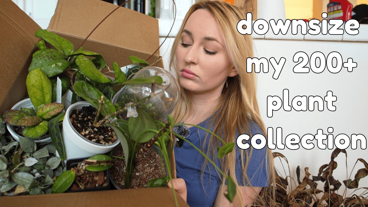 a very emotional plant collection purge 💔 (you were warned)
