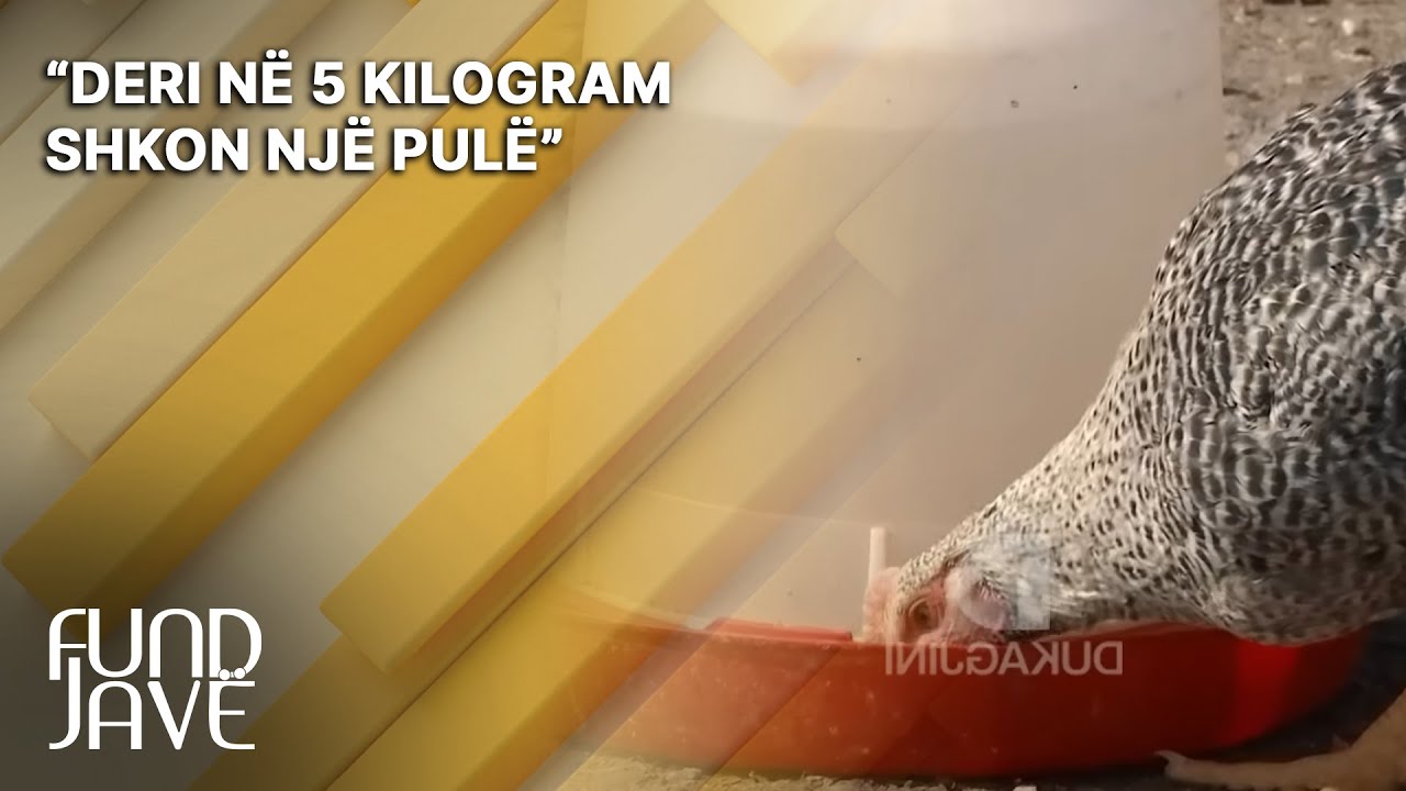 “Deri në 5 kilogram shkon një pulë”- Njihuni me fermerin nga Podujeva i cili mban 5 mijë pula