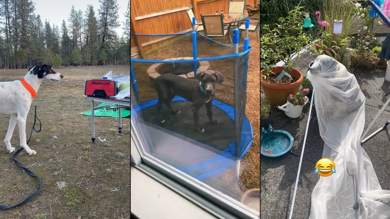 When your dog brings more joy than anyone else