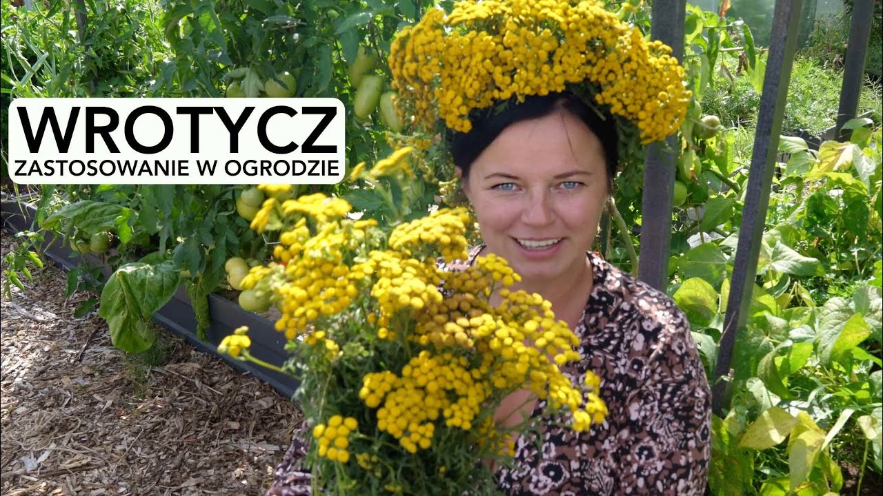 WROTYCZ JAKO ZIOŁO  DO ZWALCZANIA SZKODNIKÓW W OGRODACH. Wrotycz właściwości i zastosowanie.