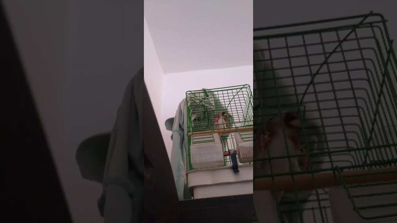 HK 2020  مقنين  Goldfinch, chardonneret, eljilguer،حسون، ،