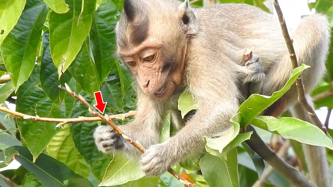 Hungry at evening Dodo and friends climb top high tree find food, Look lovely adorable baby monkeys