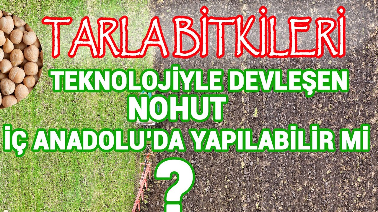 iç Anadolu'da Nohut Üretimi - TARLA BİTKİLERİ 