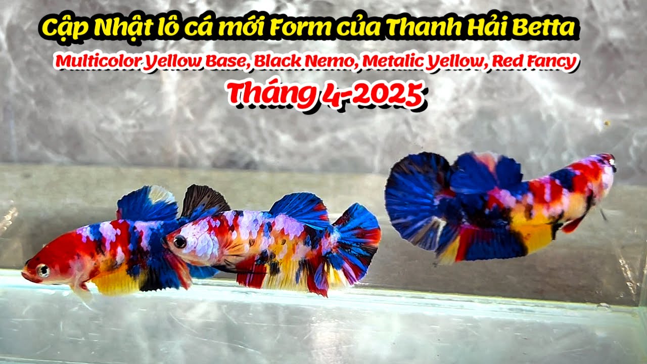 Cập Nhật lô cá betta mới Multicolor Yellow Base, Black Nemo, Metalic, Red Fancy thánh 4-2025 !