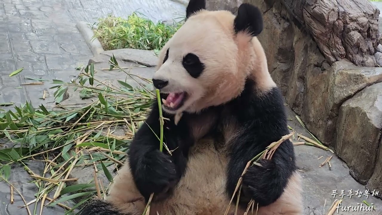 2026.1.15. 전량섭취걸 아이바오 딸답게 울막둥이 🎋전량섭취 중🐼🐼