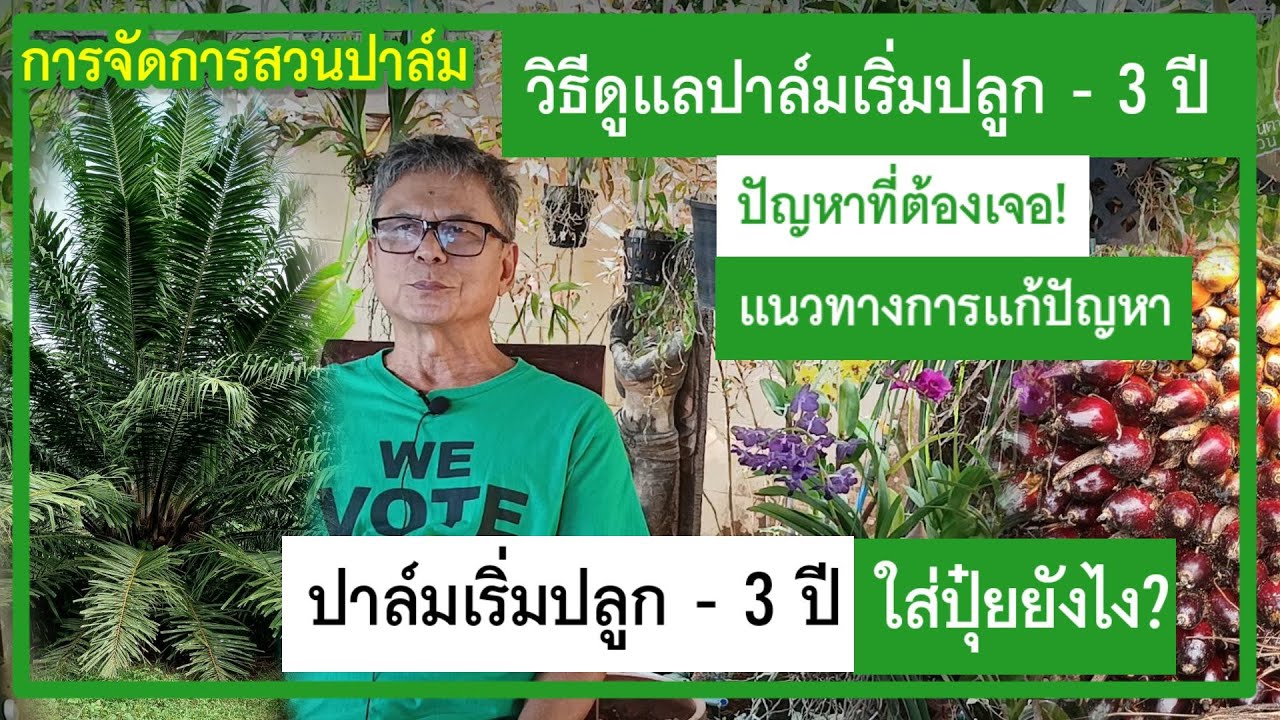 🌿สวนปาล์ม | ดูแลปาล์มตั้งแต่เริ่มปลูก - จนถึงปาล์มอายุ 3ปี ดูแลใส่ปุ๋ยยังไง?ปัญหาอะไรที่ต้องเจอบ้าง?