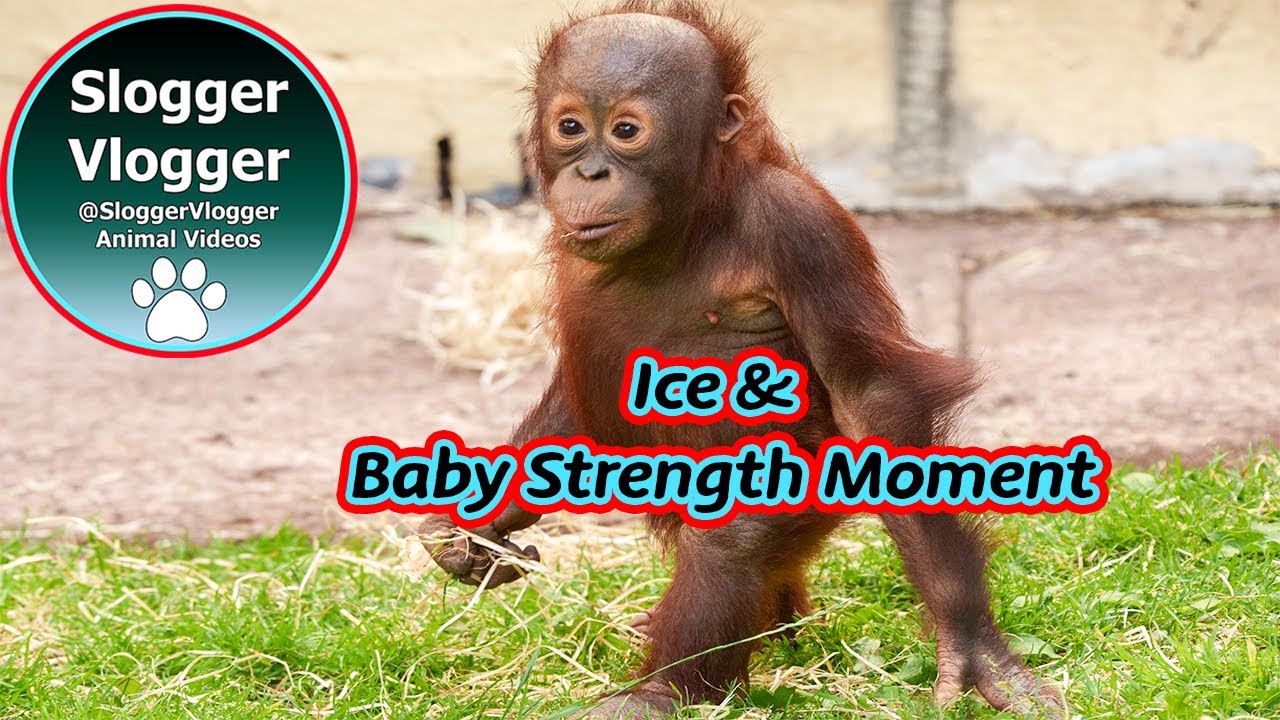 When Baby Strength Meets Ice and a Dismount Gone Wrong #ice