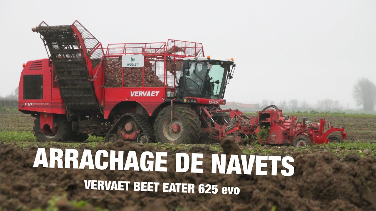 Arrachage de navets / VERVAET BEET EATER 625 EVO / Wullen Bv