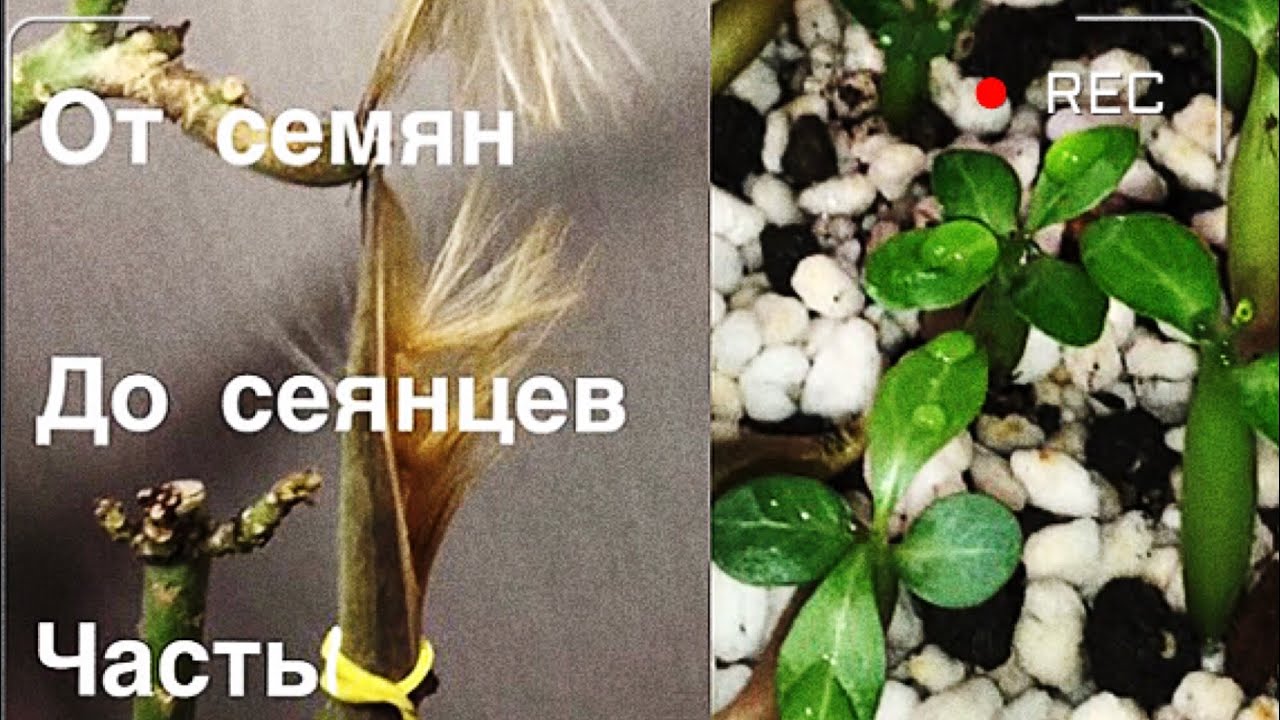 Адениум. От семян до сеянцев. Часть 1