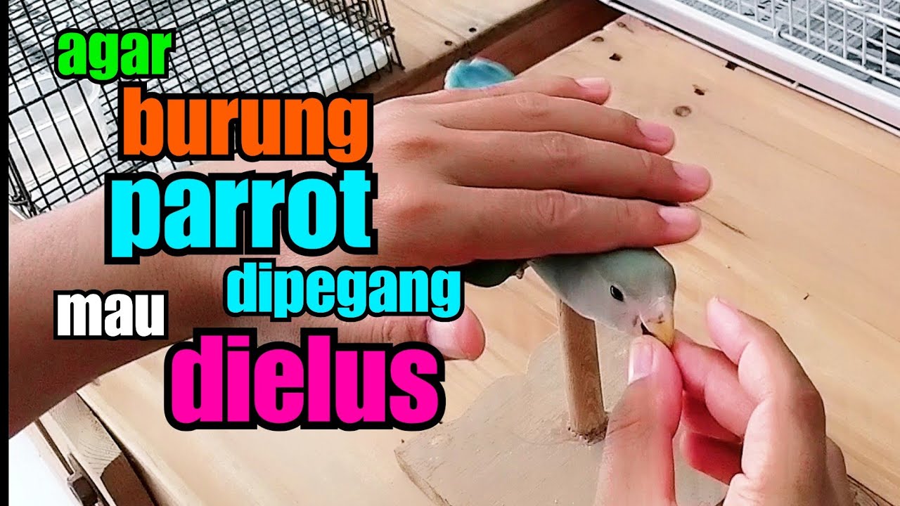 Cara Agar Burung Mau Dipegang & Dielus | Galak & Penakut Jadi Manja