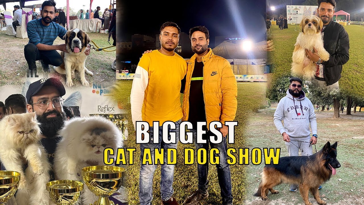 Biggest Cat and Dog Show Organised By Pkc In Lahore
