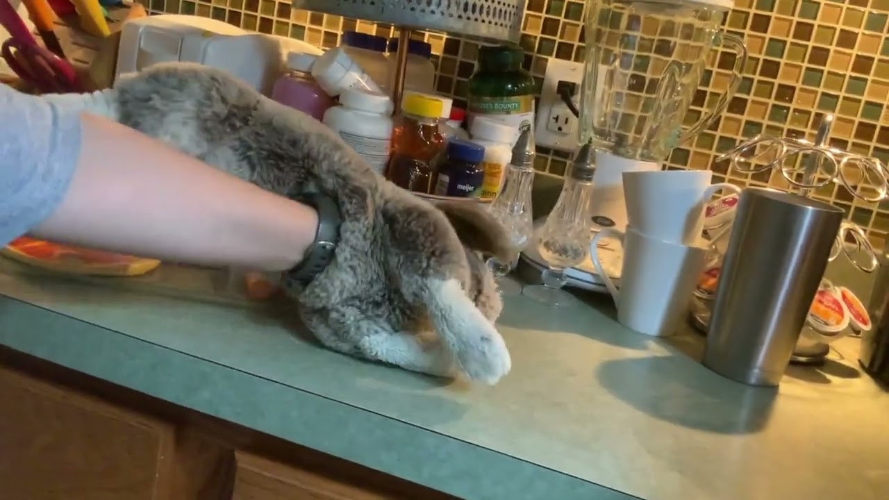 Cooking with moobunny!