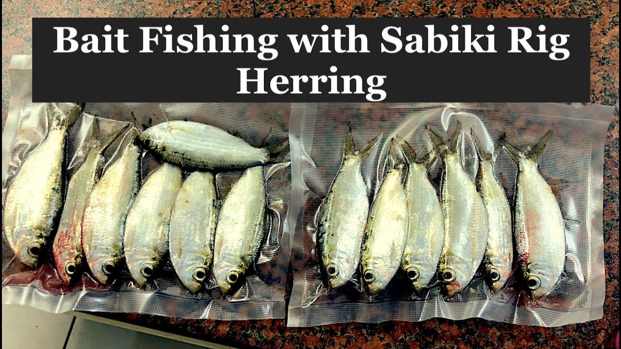 Bait fishing with Sabiki Rigs, Herring.