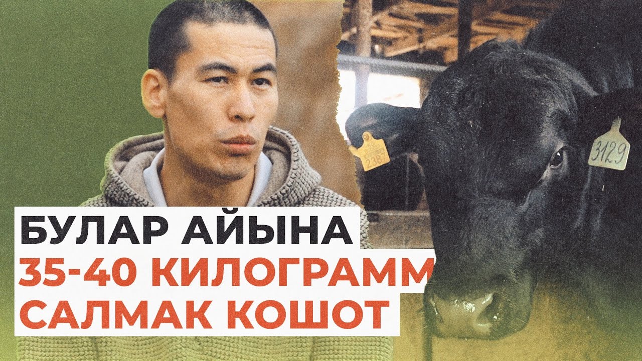 15 жылда тапканыма 100 бука алдым. Чүйдөгү фермердин кызыктуу маеги