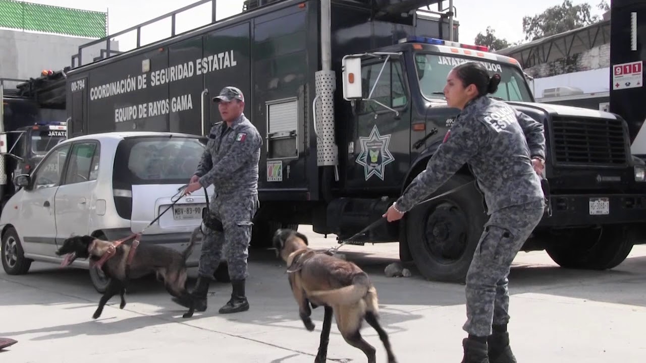 Así adiestran a los perros policía