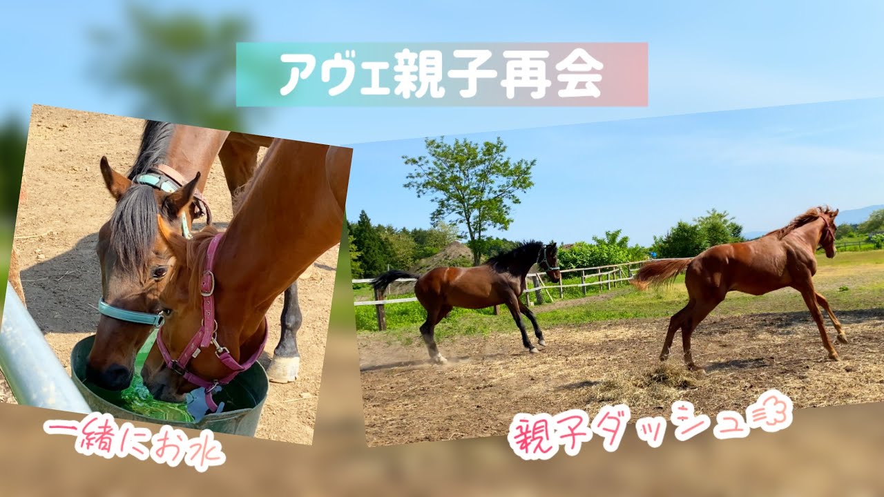 離乳済みの仔馬ちゃん、5ヶ月ぶりにママと再会。