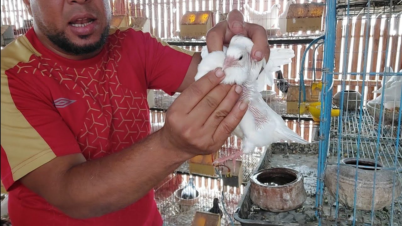 تسمين زغاليل الحمام لو غاوي أكل حمام محشي