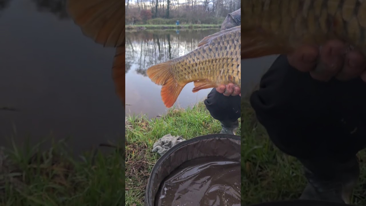 #BivvyBears🔥🐻🏴󠁧󠁢󠁷󠁬󠁳󠁿🎣 #probaitsuk 🦑🍊🔥💯 #garryevanstackle 🎣🎣