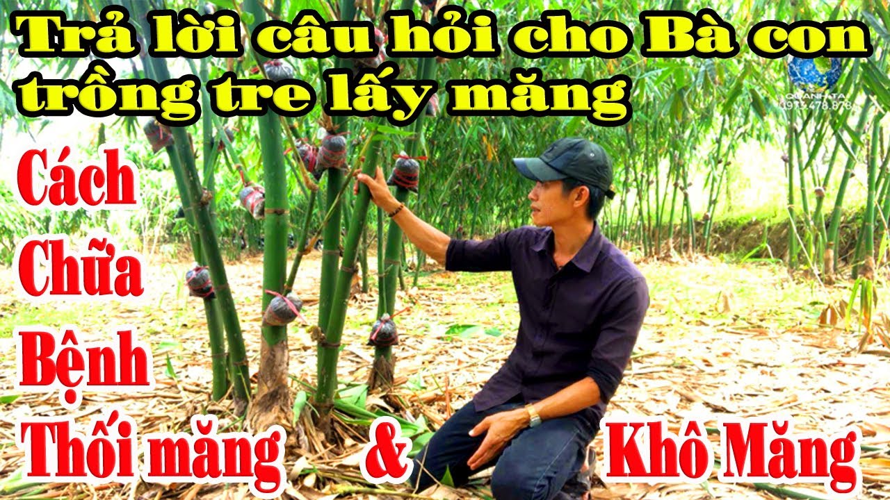 Trả lời nhiều câu hỏi cho bà con trồng tre lấy măng & Cách trị bệnh thối măng tre