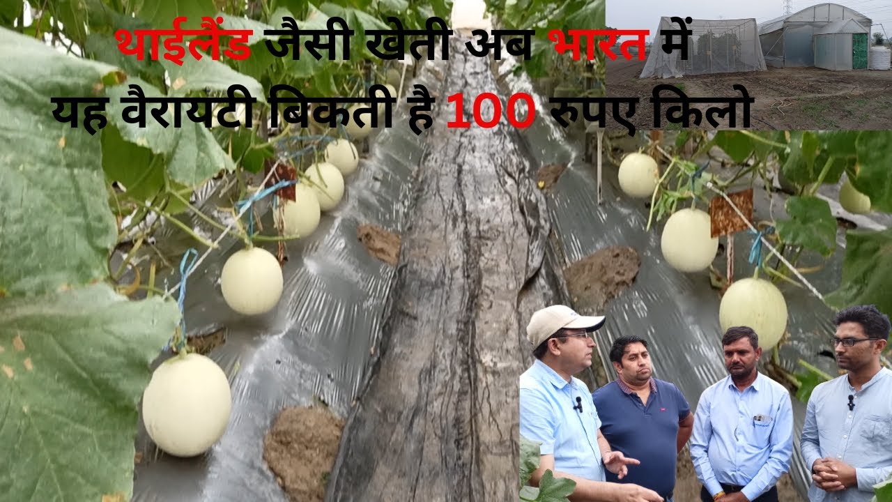 सबसे सस्ता नेट हाउस और खरबूजे 🍈🍈की नई किस्म करेगी किसान को माला–माल 💰💰|Muskmelon Farming