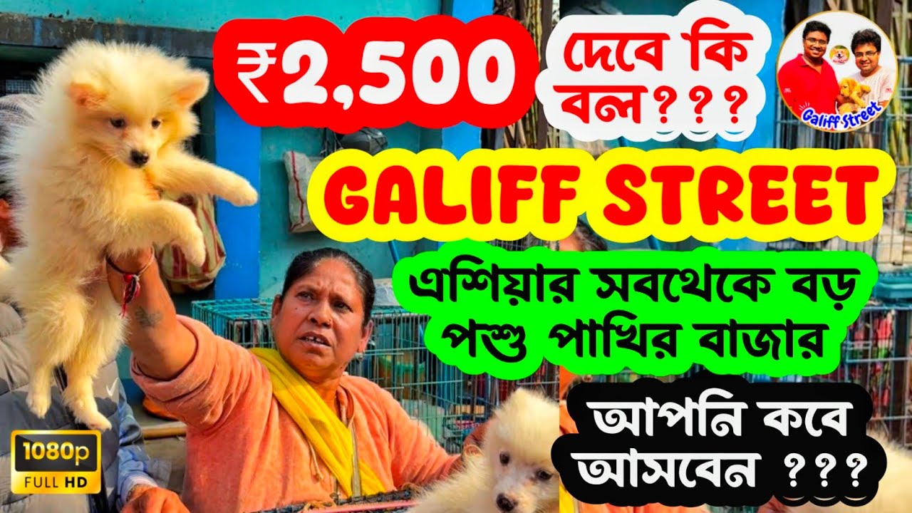 মাত্র 2500 টাকা থেকে কুকুর শুরু 😳🔥| Galiff Street Pet Market | Dog Market in Kolkata