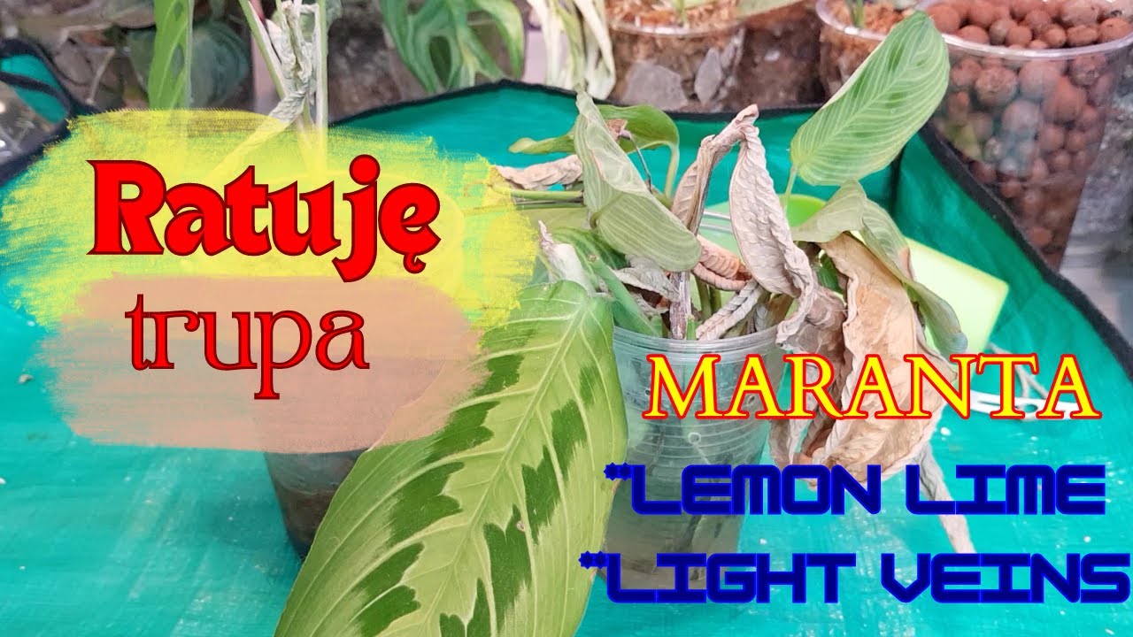 Ratuję trupa! Jak przywrócić marancie życie? Akcja reanimacja - maranta lemon lime i light veins