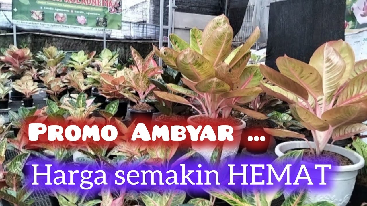 HARGA PROMO SEMAKIN RAMAH DIKANTONG 