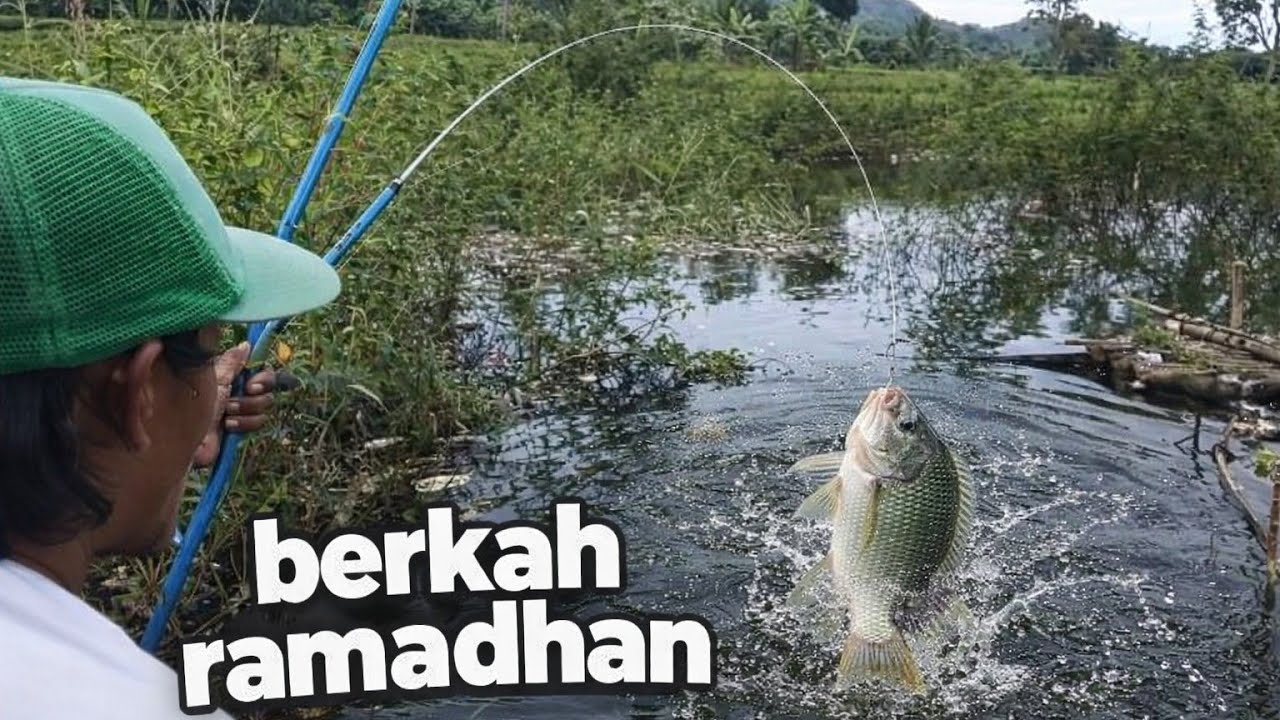 Serangan ikan nila bikin perut keroncongan‼️ mancing cirata terbaru 